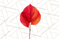 Autumn Leaves Clipart, Fall Foliage Clip Art, PNG Product Image 2