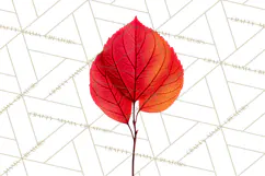 Autumn Leaves Clipart, Fall Foliage Clip Art, PNG Product Image 2