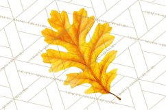 Autumn Leaves Clipart, Fall Foliage Clip Art, PNG Product Image 3