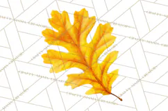 Autumn Leaves Clipart, Fall Foliage Clip Art, PNG Product Image 3