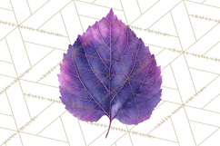 Autumn Leaves Clipart, Fall Foliage Clip Art, PNG Product Image 5