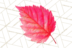 Autumn Leaves Clipart, Fall Foliage Clip Art, PNG Product Image 3