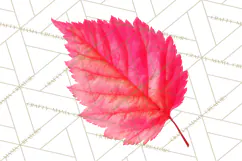Autumn Leaves Clipart, Fall Foliage Clip Art, PNG Product Image 3