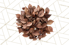 Autumn Leaves Clipart, Fall Foliage Clip Art, PNG Product Image 3