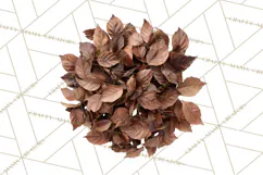 Autumn Leaves Clipart, Fall Foliage Clip Art, PNG Product Image 3