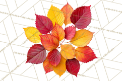 Autumn Leaves Clipart, Fall Foliage Clip Art, PNG Product Image 4