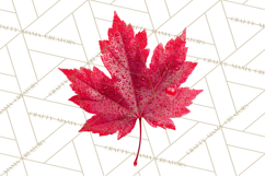 Autumn Leaves Clipart, Fall Foliage Clip Art, PNG Product Image 3