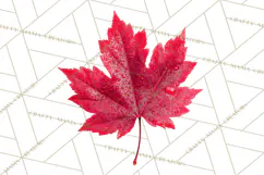 Autumn Leaves Clipart, Fall Foliage Clip Art, PNG Product Image 3