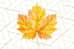 Autumn Leaves Clipart, Fall Foliage Clip Art, PNG Product Image 3