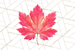 Autumn Leaves Clipart, Fall Foliage Clip Art, PNG Product Image 4