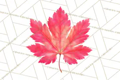 Autumn Leaves Clipart, Fall Foliage Clip Art, PNG Product Image 4