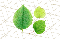 Autumn Leaves Clipart, Fall Foliage Clip Art, PNG Product Image 3