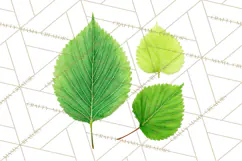 Autumn Leaves Clipart, Fall Foliage Clip Art, PNG Product Image 3