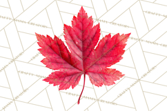Autumn Leaves Clipart, Fall Foliage Clip Art, PNG Product Image 4