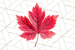 Autumn Leaves Clipart, Fall Foliage Clip Art, PNG Product Image 4