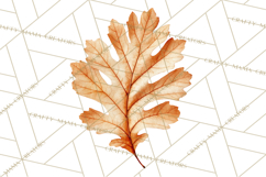 Autumn Leaves Clipart, Fall Foliage Clip Art, PNG Product Image 5