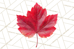 Autumn Leaves Clipart, Fall Foliage Clip Art, PNG Product Image 2