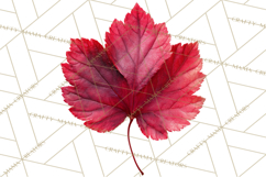 Autumn Leaves Clipart, Fall Foliage Clip Art, PNG Product Image 3