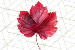 Autumn Leaves Clipart, Fall Foliage Clip Art, PNG Product Image 3