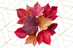 Autumn Leaves Clipart, Fall Foliage Clip Art, PNG Product Image 4
