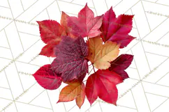 Autumn Leaves Clipart, Fall Foliage Clip Art, PNG Product Image 4