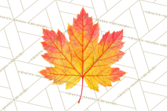 Autumn Leaves Clipart, Fall Foliage Clip Art, PNG Product Image 4