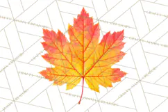 Autumn Leaves Clipart, Fall Foliage Clip Art, PNG Product Image 4