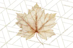 Autumn Leaves Clipart, Fall Foliage Clip Art, PNG Product Image 2