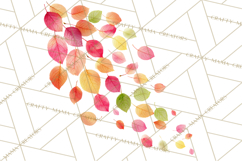 Autumn Leaves Clipart, Fall Foliage Clip Art, PNG Product Image 3