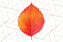 Autumn Leaves Clipart, Fall Foliage Clip Art, PNG Product Image 5