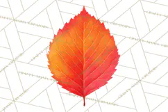 Autumn Leaves Clipart, Fall Foliage Clip Art, PNG Product Image 5