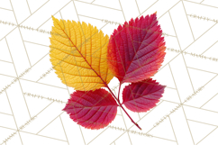 Autumn Leaves Clipart, Fall Foliage Clip Art, PNG Product Image 2