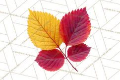 Autumn Leaves Clipart, Fall Foliage Clip Art, PNG Product Image 2