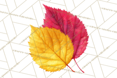 Autumn Leaves Clipart, Fall Foliage Clip Art, PNG Product Image 4