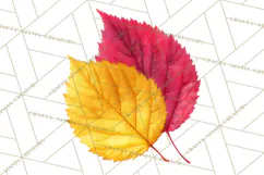 Autumn Leaves Clipart, Fall Foliage Clip Art, PNG Product Image 4