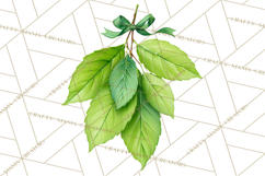 Autumn Leaves Clipart, Fall Foliage Clip Art, PNG Product Image 2