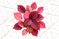 Autumn Leaves Clipart, Fall Foliage Clip Art, PNG Product Image 4