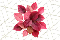 Autumn Leaves Clipart, Fall Foliage Clip Art, PNG Product Image 4