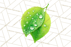 Autumn Leaves Clipart, Fall Foliage Clip Art, PNG Product Image 5
