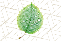 Autumn Leaves Clipart, Fall Foliage Clip Art, PNG Product Image 2