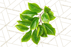 Autumn Leaves Clipart, Fall Foliage Clip Art, PNG Product Image 3