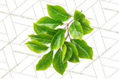 Autumn Leaves Clipart, Fall Foliage Clip Art, PNG Product Image 3