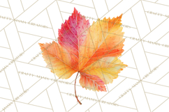 Autumn Leaves Clipart, Fall Foliage Clip Art, PNG Product Image 4