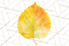 Autumn Leaves Clipart, Fall Foliage Clip Art, PNG Product Image 5