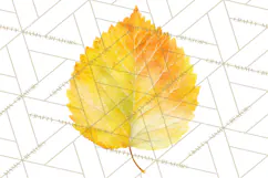 Autumn Leaves Clipart, Fall Foliage Clip Art, PNG Product Image 5