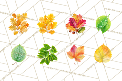 Autumn Leaves Clipart, Fall Foliage Clip Art, PNG Product Image 3