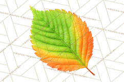 Autumn Leaves Clipart, Fall Foliage Clip Art, PNG Product Image 4