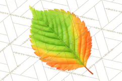 Autumn Leaves Clipart, Fall Foliage Clip Art, PNG Product Image 4