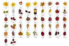 Autumn leaves. PNG collection Product Image 3