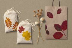 Autumn leaves. PNG collection Product Image 5